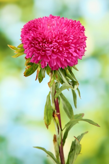 Schöne Asterblume auf grünem Hintergrund