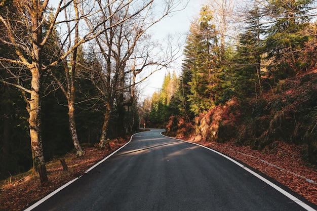 Schöne Aufnahme einer Straße durch den grünen Wald