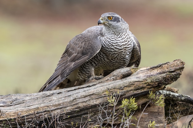 Schöne Aufnahme eines nördlichen Habichtvogels auf einem Baum im Wald