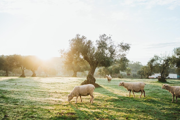 Schöne Aufnahme eines Olivenbaums, umgeben von einigen Schafen in einem Waldgebiet in Spanien