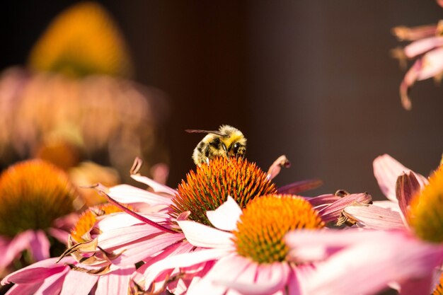 Schöne Aufnahme von Purples Echinacea-Blüten mit einer Hummel, die Pollen sammelt