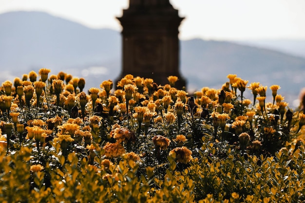 Schöne Aufnahme von Ringelblumen in einem Garten