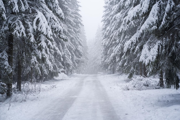 Schöne Aufnahme von schneebedeckten Tannen auf einer vereisten Straße im kalten Winter