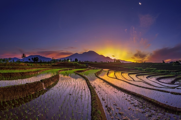 Schöne Aussicht am Morgen in den Reisfeldern im Norden von Bengkulu Indonesien