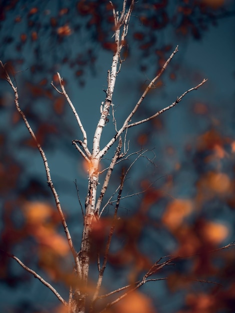 Schöne Aussicht auf Bäume im Herbst im Hintergrund des blauen Himmels
