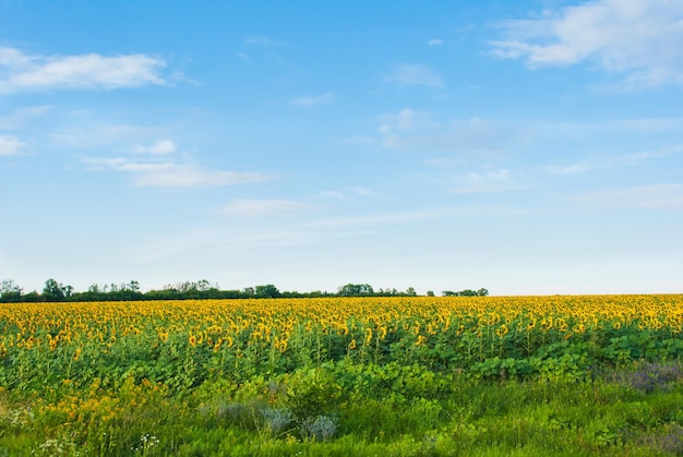 Schöne Aussicht auf das Feld und den blauen Himmel