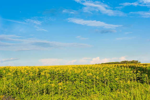 Schöne Aussicht auf das Feld und den blauen Himmel