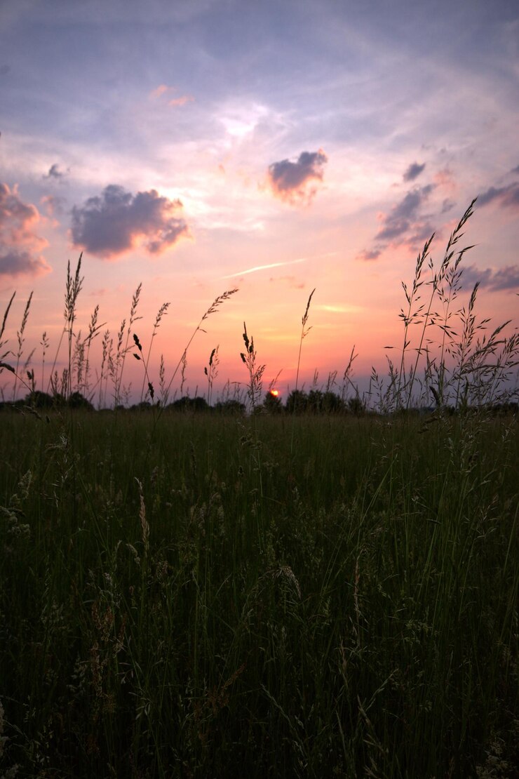Foto schöne aussicht auf das grasfeld gegen den himmel bei sonnenuntergang