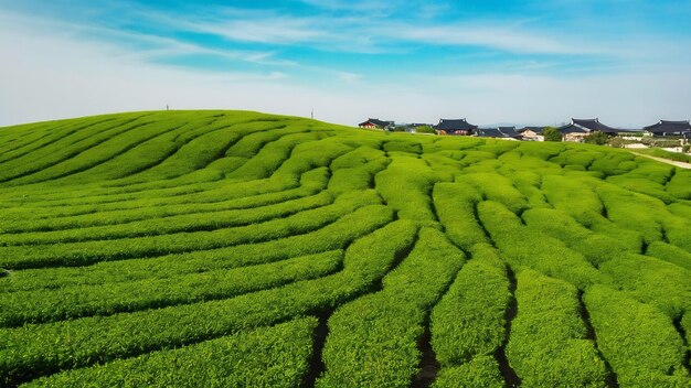 Schöne Aussicht auf das grüne Teefeld mit Himmel in Jeju, Südkorea