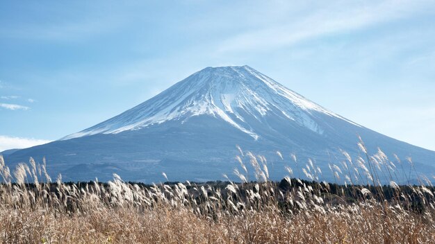 Schöne Aussicht auf den Berg Fuji mit golden fließendem getrocknetem Gras Japan