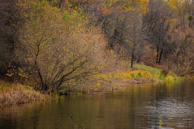 Schöne Aussicht auf den Fluss im Hintergrund des Herbstwaldes Kühler Herbsttag im Wald