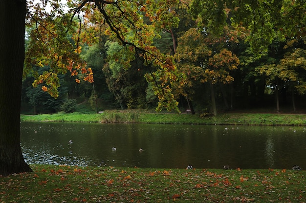 Schöne Aussicht auf den grünen öffentlichen Stadtpark mit Fluss am Herbsttag