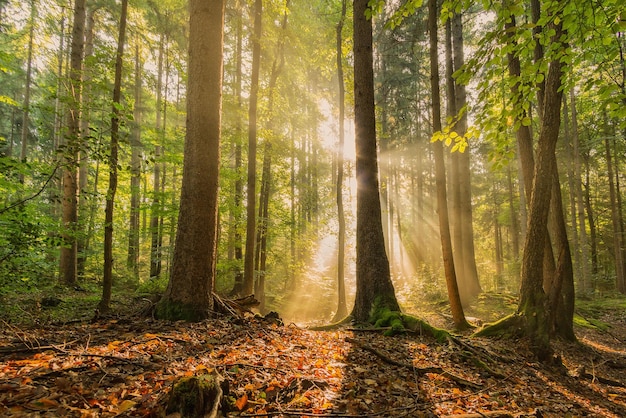 Schöne Aussicht auf den Sonnenaufgang im Wald