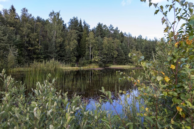 Foto schöne aussicht auf den von waldbäumen umgebenen see