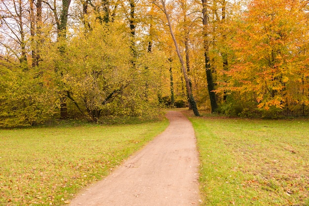 Schöne Aussicht auf den Wald im Herbst