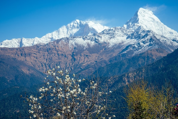 Schöne Aussicht auf die Landschaft des Himalaya-Gebirges. Schneebedeckte Berggipfel und blühende Bäume. Trekkingkonzept in den Bergen