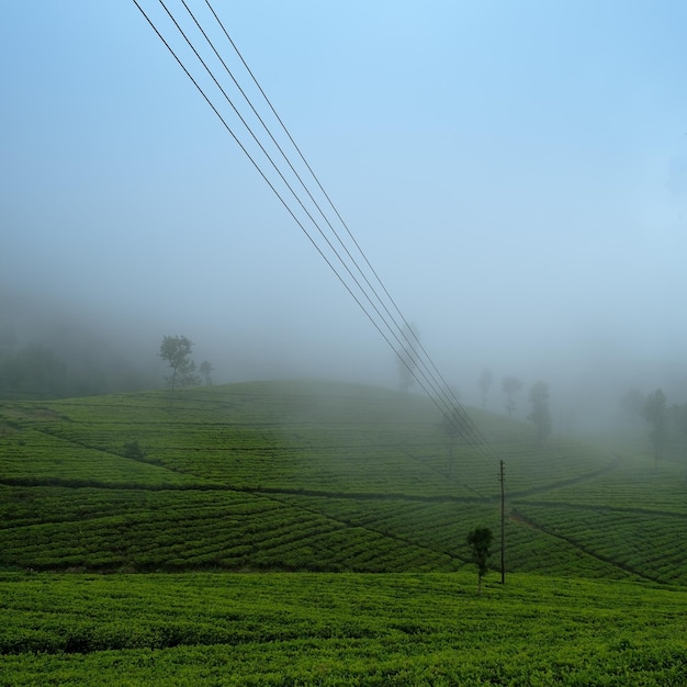 Schöne Aussicht auf die Teeplantage in Haputale Sri Lnaka