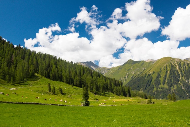 Schöne Aussicht auf ein Grasfeld von den Alpen gegen einen bewölkten Himmel