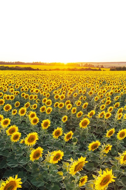 Foto schöne aussicht auf ein sonnenblumenfeld im licht der untergehenden sonne. gelbe sonnenblume hautnah. sommerlandschaft mit sonnenuntergang und blühender wiese reiches erntekonzept. vertikales format