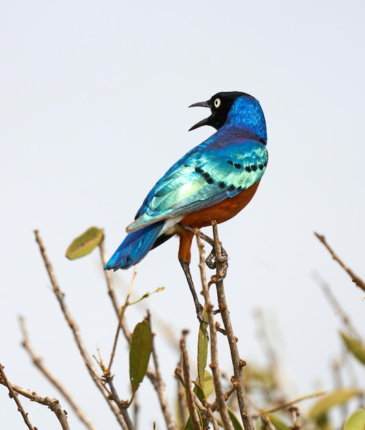 Schöne Aussicht auf einen bunten Vogel, der auf einem verschwommenen Hintergrund auf dem Ast eines Baumes sitzt