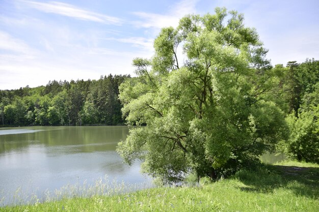 Schöne Aussicht auf einen von Bäumen umgebenen See Der See ist von Bäumen umgeben Uljanowsk Russland