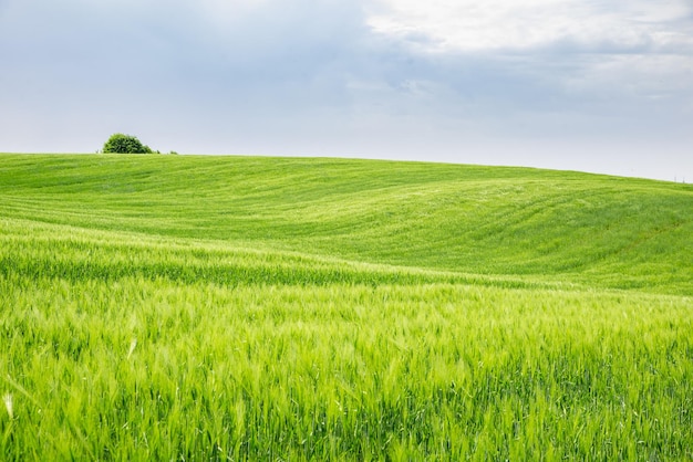 Schöne Aussicht auf grüne Gerste reichte Kopienraum ein