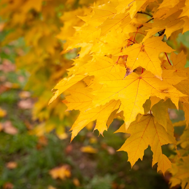 Schöne Aussicht auf helle Herbstblätter im Park