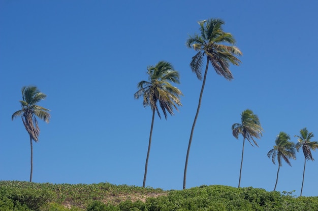 Schöne Aussicht auf Kokospalmen mit blauem Himmel an einem sonnigen Tag