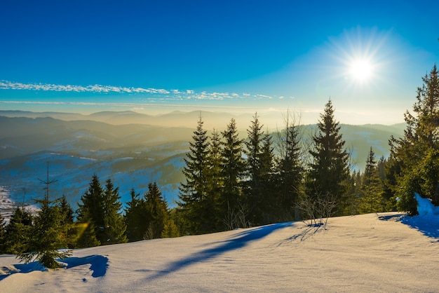 Schöne Aussicht auf majestätische grüne Fichten