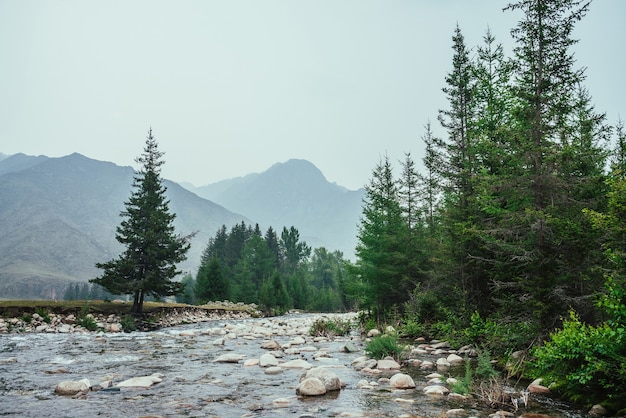 Schöne Aussicht auf Mountain Creek mit vielen Steinen in klarem Wasser zwischen Tannen und Vegetation. Atmosphärische Landschaft mit Gebirgsfluss zwischen Bäumen und großen Bergen. Szenische Landschaft der Hochlandnatur.