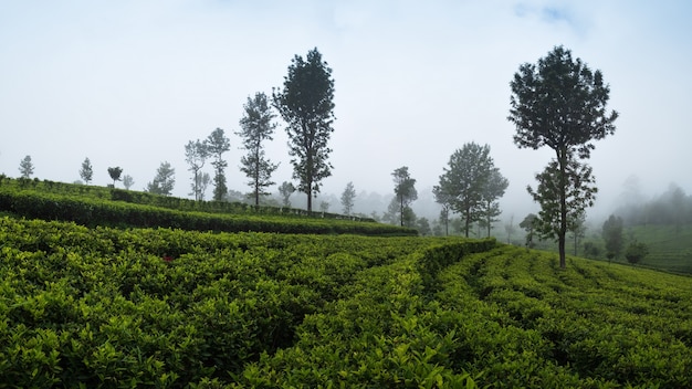 Schöne Aussicht auf Teeplantage