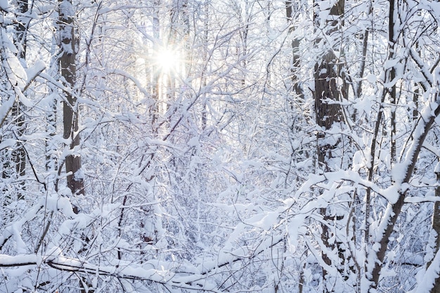 Schöne Aussicht auf verschneite Fichte an einem Wintertag. Fabelhafte Naturtapete, Weihnachtsschönheit.