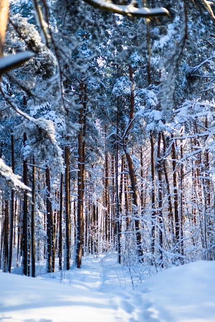 Schöne Aussicht auf verschneite Fichte an einem Wintertag. Fabelhafte Naturtapete, Weihnachtsschönheit.