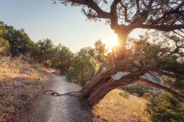 Schöne Aussicht mit altem Baum, der auf dem Berg wächst