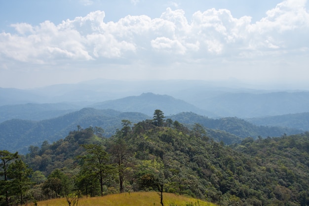 Schöne Aussicht und Wald auf einem Berg