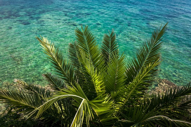 Schöne Aussicht von oben auf die grüne Palme, die auf dem Meer mit türkisfarbenem Wasser wächst