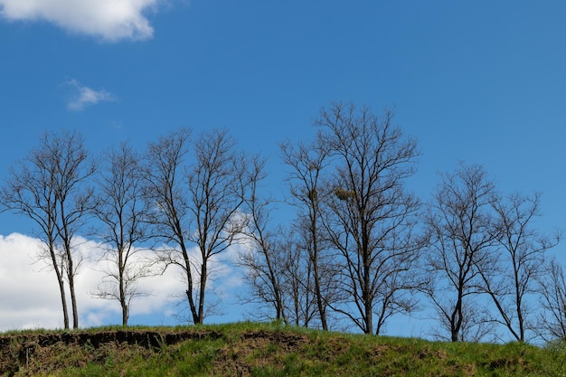 Schöne Bäume gegen den blauen Himmel und die Wolken