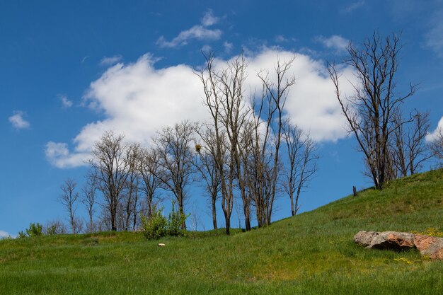 Schöne Bäume gegen den blauen Himmel und die Wolken