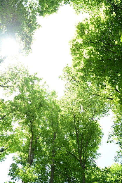 Schöne Bäume im Wald