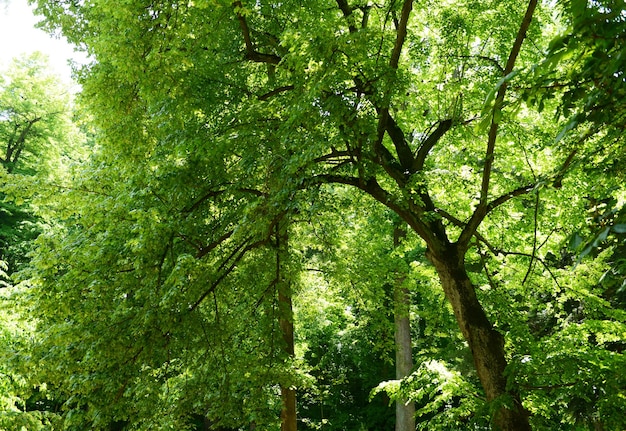 Schöne Bäume im Wald