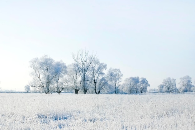 Schöne Bäume in Reif auf dem Hintergrund des blauen Himmels