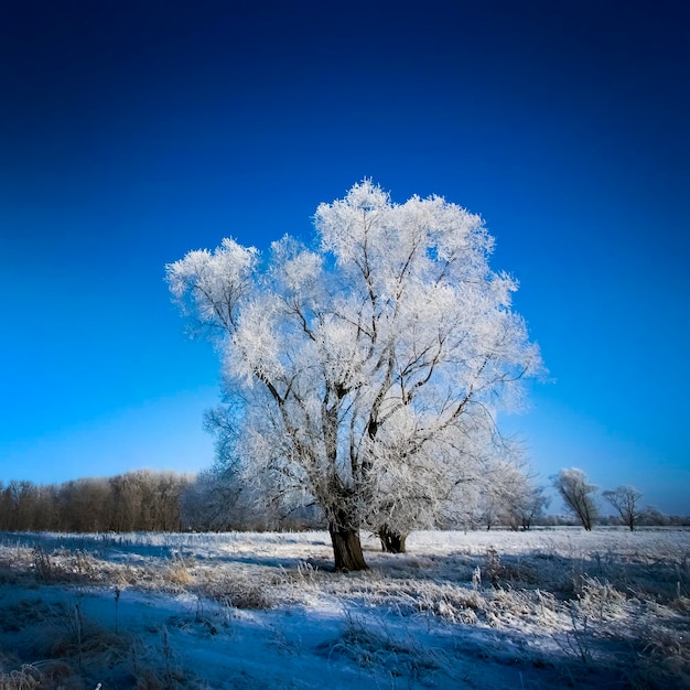 Schöne Bäume in Reif auf dem Hintergrund des blauen Himmels