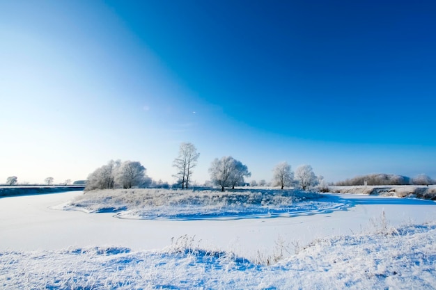 Schöne Bäume in Reif auf dem Hintergrund des blauen Himmels