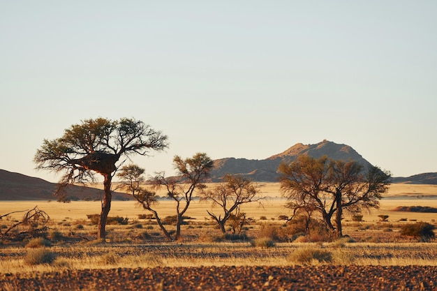 Foto schöne bäume majestätischer blick auf erstaunliche landschaften in der afrikanischen wüste