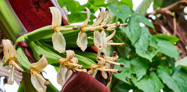 Schöne Bananenblüte, die unreife junge Bananen wachsen lässt, die im Garten wachsen