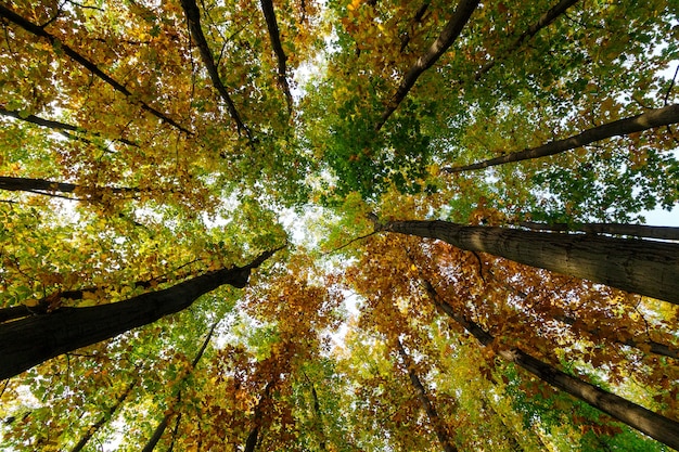 Schöne Baumwipfel im Herbstwald im Oktober