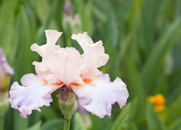 Schöne beige-Rosenirisblume auf Blumenbeet