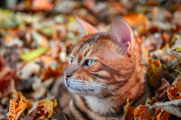 Schöne Bengal-Katze Leopard goldene Farbe in den warmen orangefarbenen Strahlen des Sonnenlichts Porträt einer Kurzhaar-Katze Seitenansicht Nahaufnahme Herbst Hintergrund der abgefallenen Blätter