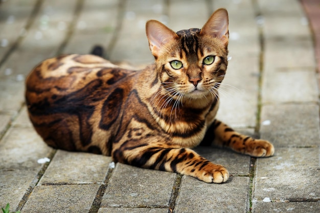 schöne bengalkatze von heller leopardenfarbe auf einem spaziergang in der nähe des hauses in der warmen jahreszeit