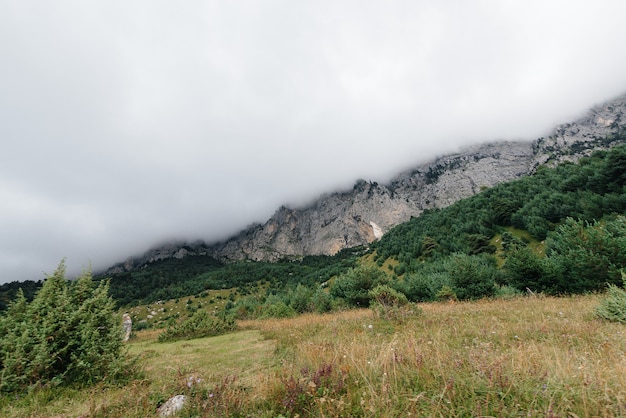 Schöne berge und wild lebende tiere um sie herum an einem sonnigen tag